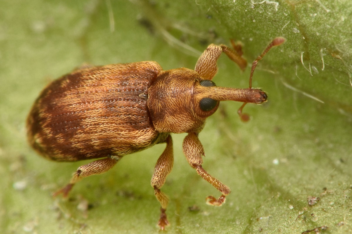 Curculionidae: Dorytomus nebulosus?  Sì !